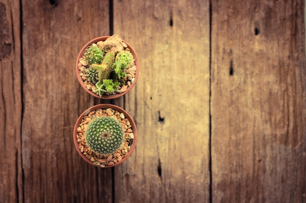 Cactus op houten