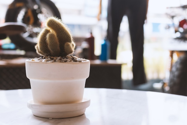 Cactus op marmeren lijst in koffiewinkel