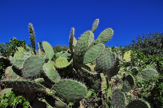 Cactus op mediterrane kust in Algerije, Afrika