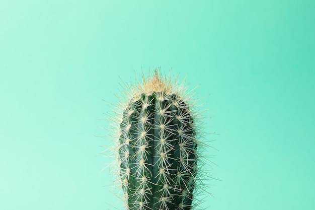 Cactus op muntoppervlakte en sluit omhoog