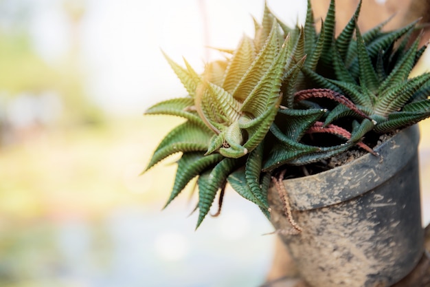 Cactus op pot in tuin.