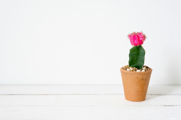 Cactus op witte houten lijst en witte achtergrond met exemplaarruimte