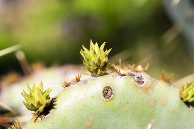 Cactus Opuntia leucotricha Plant met stekels Close Up Groene plantcactus met stekels en gedroogde bloemenIndiase vijgenopuntia barbarijse vijg