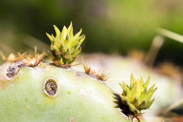 Cactus Opuntia leucotricha Plant with Spines Close Up Green plant cactus with spines and dried flowersIndian fig opuntia barbary fig