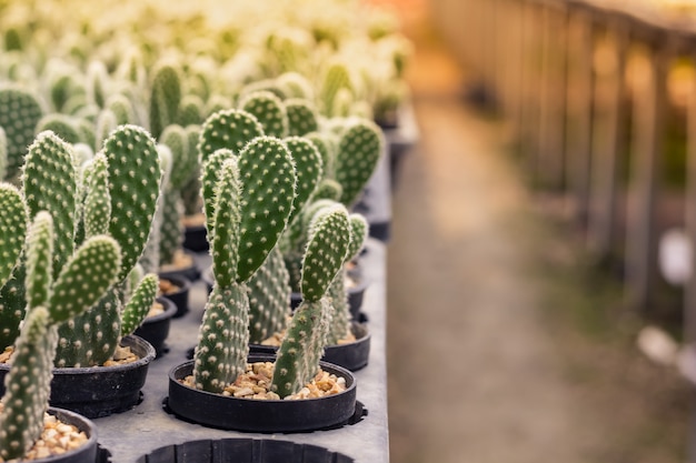 Cactus Opuntia microdasys In de kinderkamer Ochtendlicht