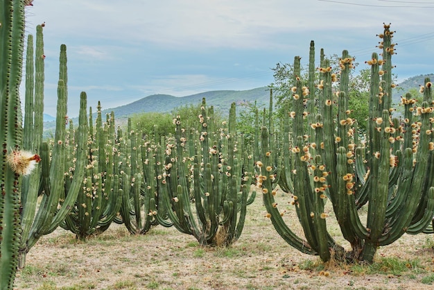 Cactus orchard giving rich pitayas balls with thorns on organs on a cloudy day
