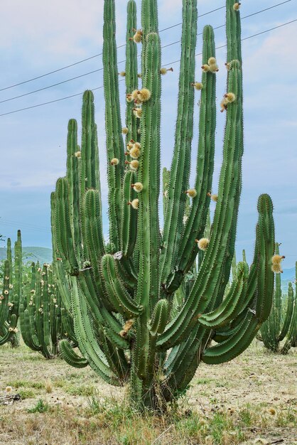 Cactus orchard giving rich pitayas balls with thorns on organs on a cloudy day