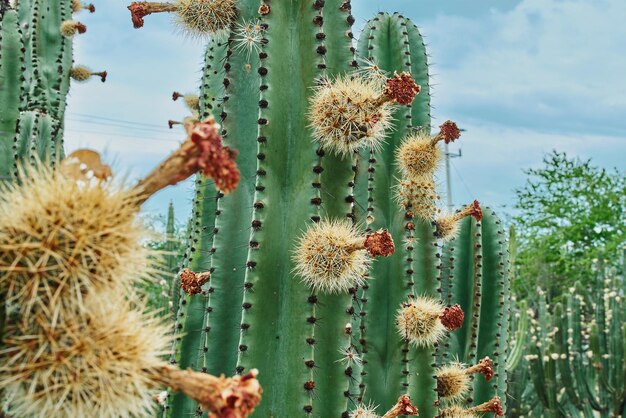 Cactus orchard giving rich pitayas balls with thorns on organs on a cloudy day