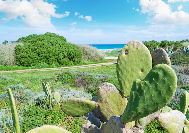 Cactus and other plants in Sardinia Italy