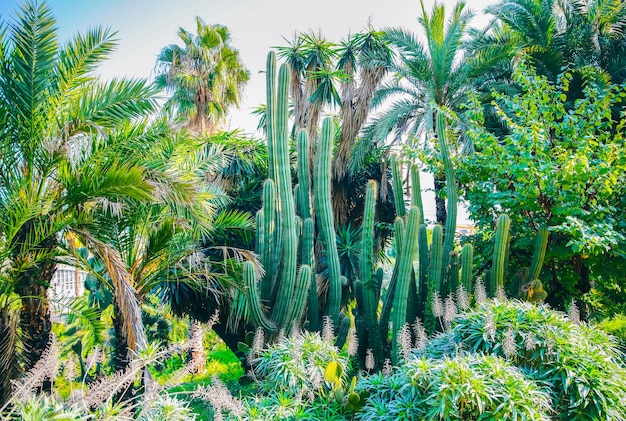 Cactus outdoors Palm trees in the park Beautiful succulents Hot sunny day