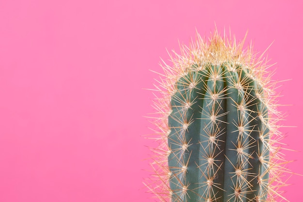 Cactus over de heldere achtergrond met exemplaarruimte