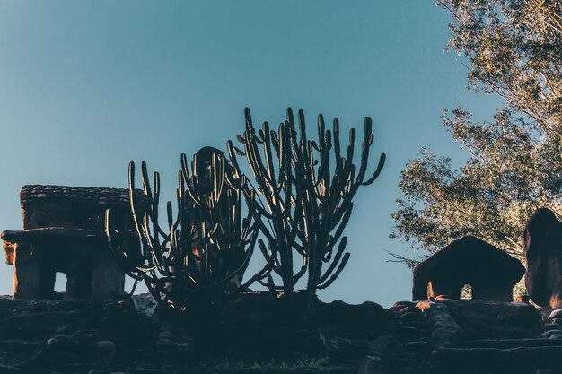 Photo cactus in park against clear sky