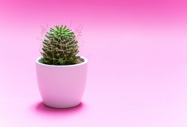 Cactus on pastel color background