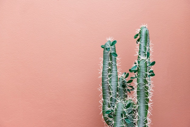 Cactus on a pastel pink background