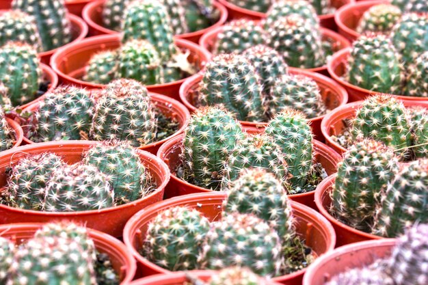 Cactus patroon achtergrond en textuur