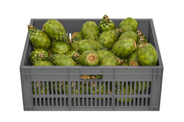 Cactus pears in the plastic crate 3D rendering