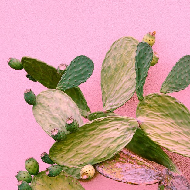 Photo cactus on pink background. plants on pink concept art. cactus lover idea