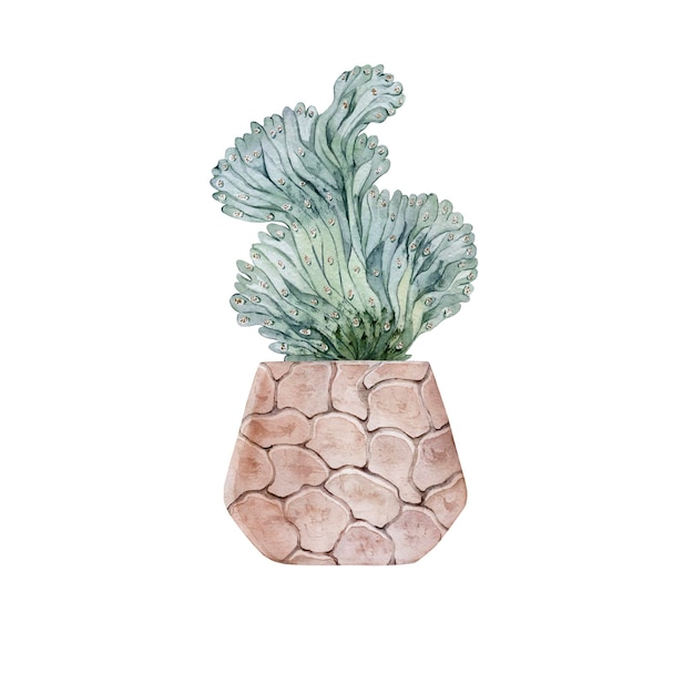 Cactus in a pink clay pot Blooming prickly pear Home plant Watercolor illustration High quality