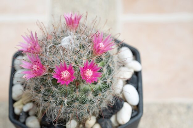 A cactus and pink flower in a pot with nature bokeh background. Mammillaria bocasana.