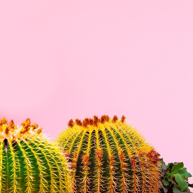 Premium Photo | Cactus on pink. plants on pink concept. tropical location