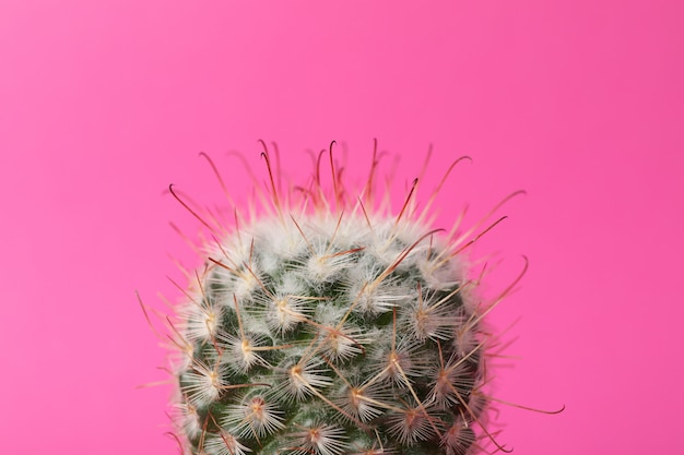 Cactus on pink surface. House plant