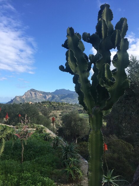 空に対するサボテンの植物