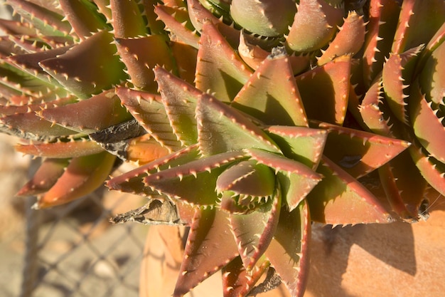 Cactus Plant at Cala Tarida Beach, Ibiza, Spain
