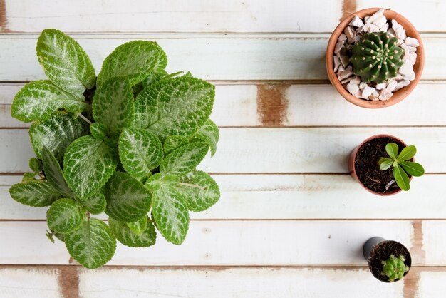 木製の上面の背景に粘土の植木鉢にサボテンの植物