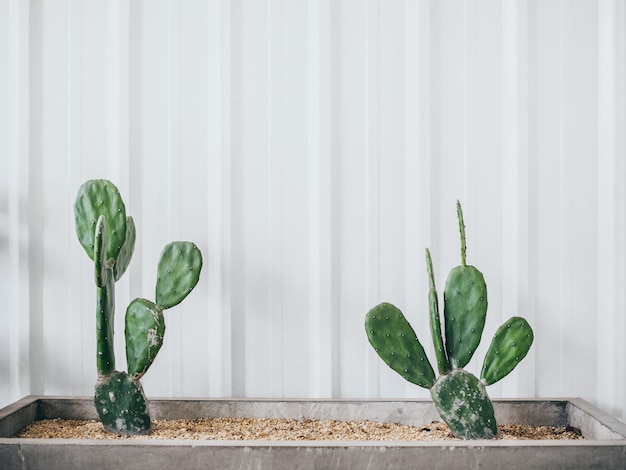 Cactus plant decoration