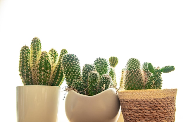 cactus plant doornige vetplanten groenblijvende kamerbloem in bloempot kopieer ruimte flora achtergrond