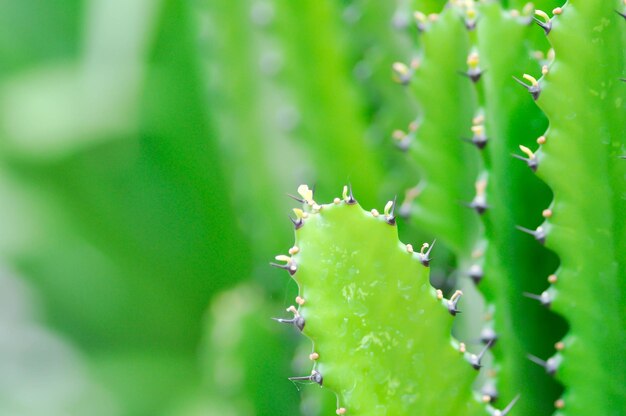 Photo cactus plant or euphorbia or euphorbia mayurnathanii euphorbia lactea or euphorbia lacei craib