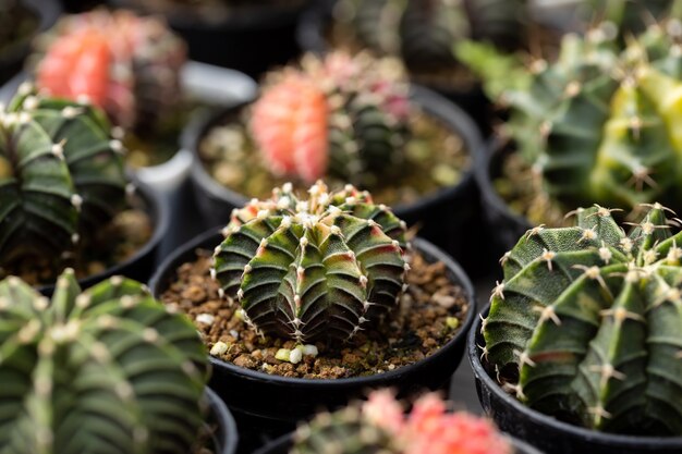 Cactus plant farm groeiende cactus plant in de tuin.