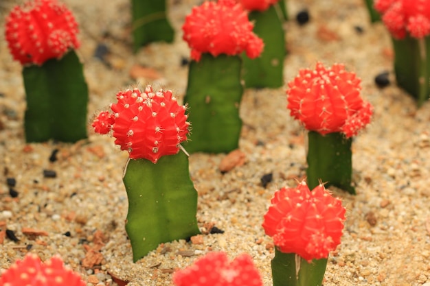 Cactus plant in the flowerpotCactus in the farmHouseplant Concept