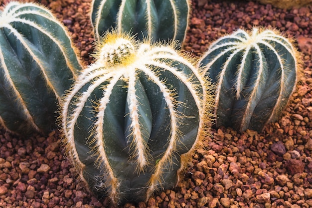 cactus plant in garden