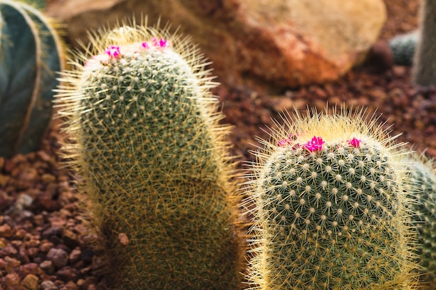 Foto pianta di cactus in giardino