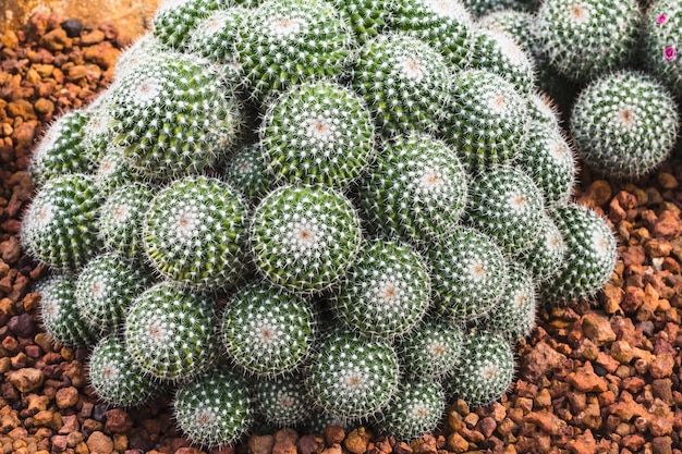 cactus plant in de tuin