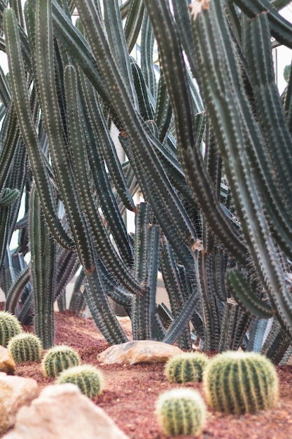 cactus plant in de tuin