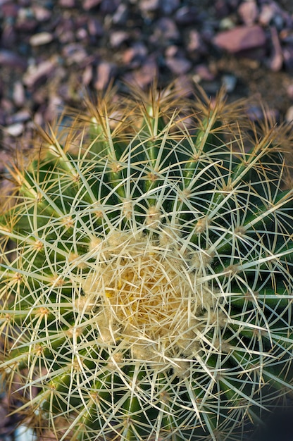 Cactus plant in het park