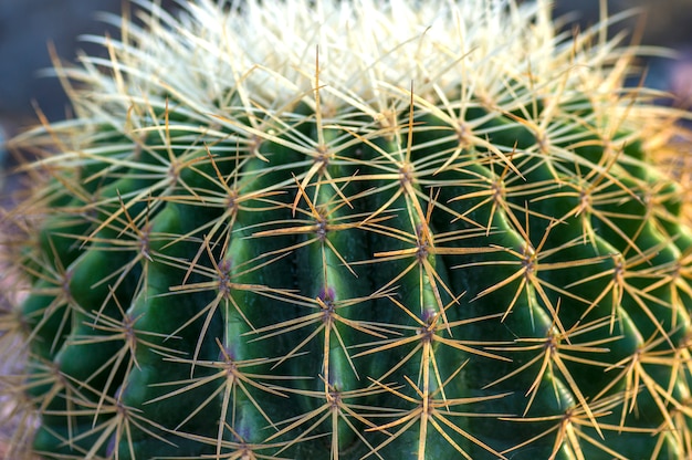 Cactus plant in het park