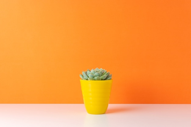 Cactus plant in pot