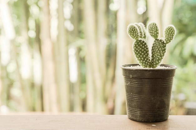 写真 花瓶のサボテンの植物