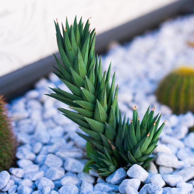 Cactus plant in Italy at a street planting from stones