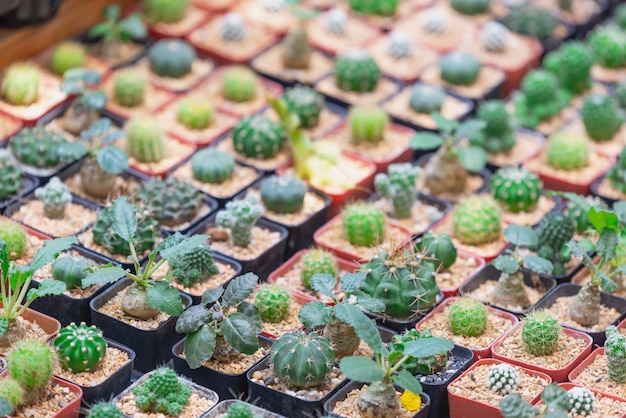 Cactus plant leaves pattern. Green leaves.