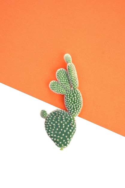 Cactus plant on orange and white background