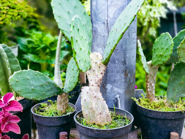 Cactus plant in the pot