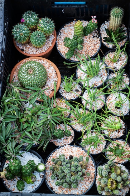 Cactus plant pots in window shopping