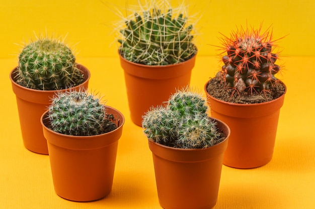 Cactus plant in a pots