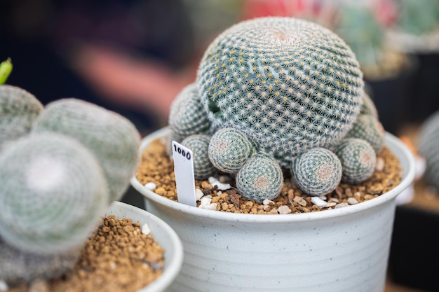 ぼかした植物園の背景に鉢植えのサボテンの植物