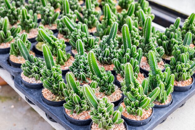 Cactus plant rij cultiveren op dienblad