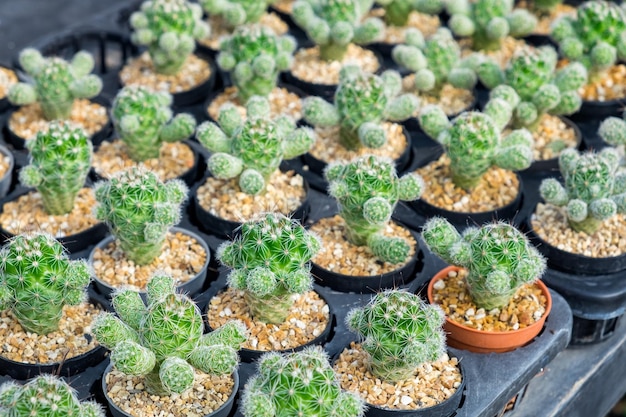 Photo cactus plant row cultivate on tray